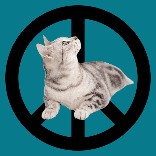 All this cat wants is world peace - 951